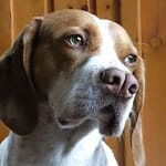 Tarsus Çatalburun köpekleri