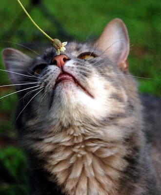 Kedilerde burun akıntısı ve burun tıkanıklığı