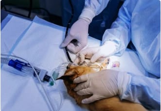 Evcil Hayvanlara Ötenazi Uygulaması