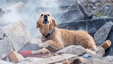 Arama Kurtarma Köpekleri