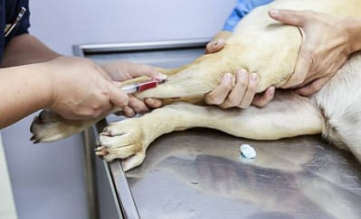 Köpeklerin hemogram testleri