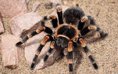 Tarantulalar
