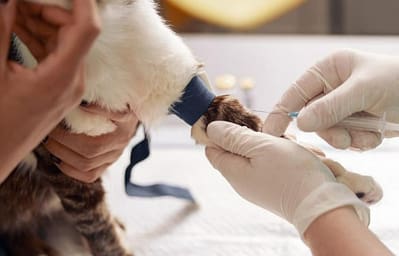 Kedilerde hemogram sonuçları