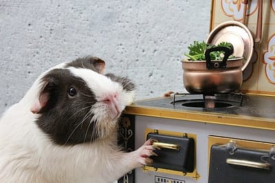 Evcil Hayvanların Mineral İhtiyaçları