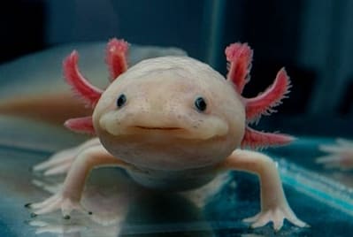 Evcil Aksolotllar (Axolotlar, aksolotlar)