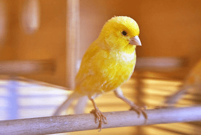 Şarkıcı Kanaryalar