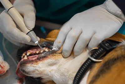 Köpeklerde Diş ve Diş eti sorunları ve çözümü
