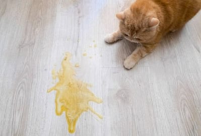 Kedilerin kusma nedenleri