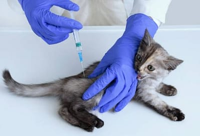 Kedilerin Aşı Programı ve aşıları hakkında bilmeniz gerekenler