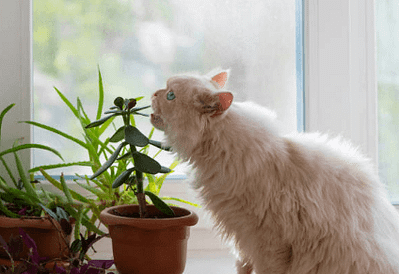 Kediler İçin Zararlı Bitkiler