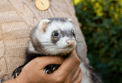 Evde Gelincik Beslemek Hakkında Merak Edilenler