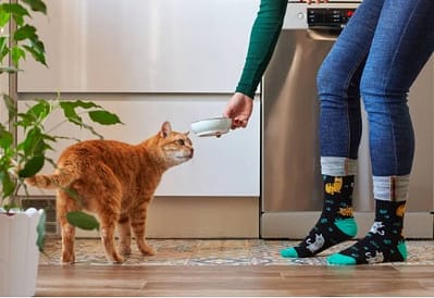 Kediler için mama seçimi