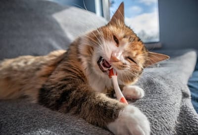 Kedilerde ağız kokusu