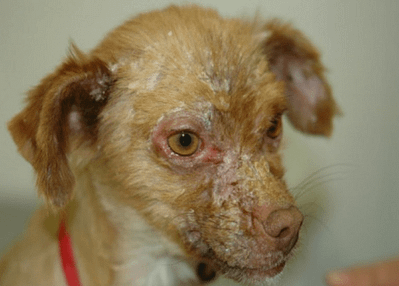 Leishmania Hastalığı