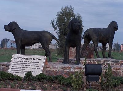 Tarsus Çatalburun köpekleri