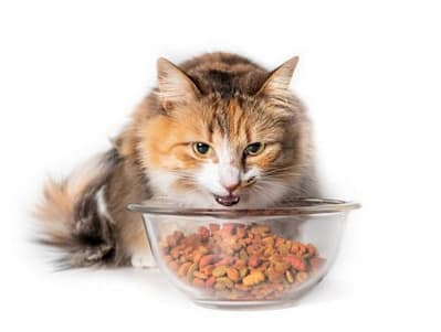 Kediler için mama seçimi