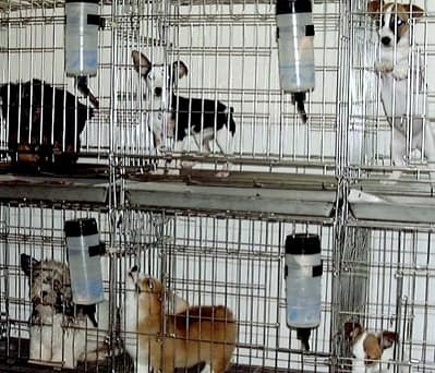 Pet shop gerçekleri