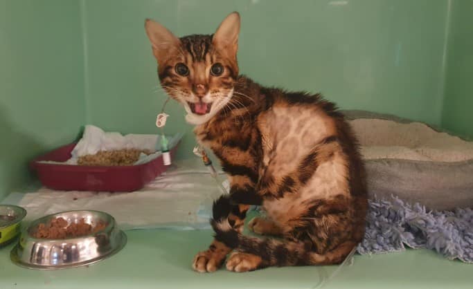 Kedilerde FIP hastalığı