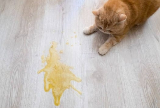 Kedilerin kusma nedenleri