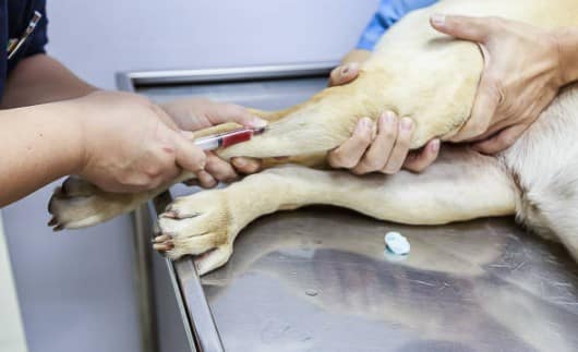 Köpeklerin hemogram testleri