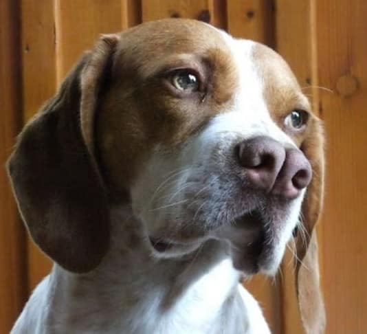 Tarsus Çatalburun köpekleri