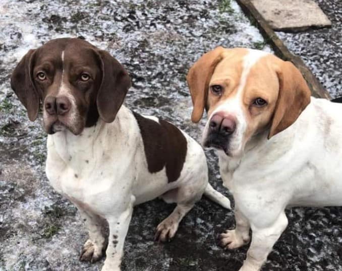 Tarsus Çatalburun köpekleri